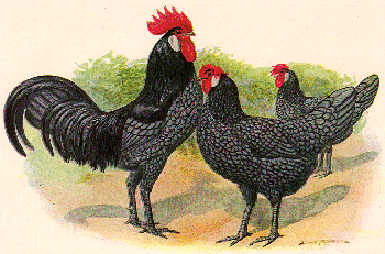 Chickens